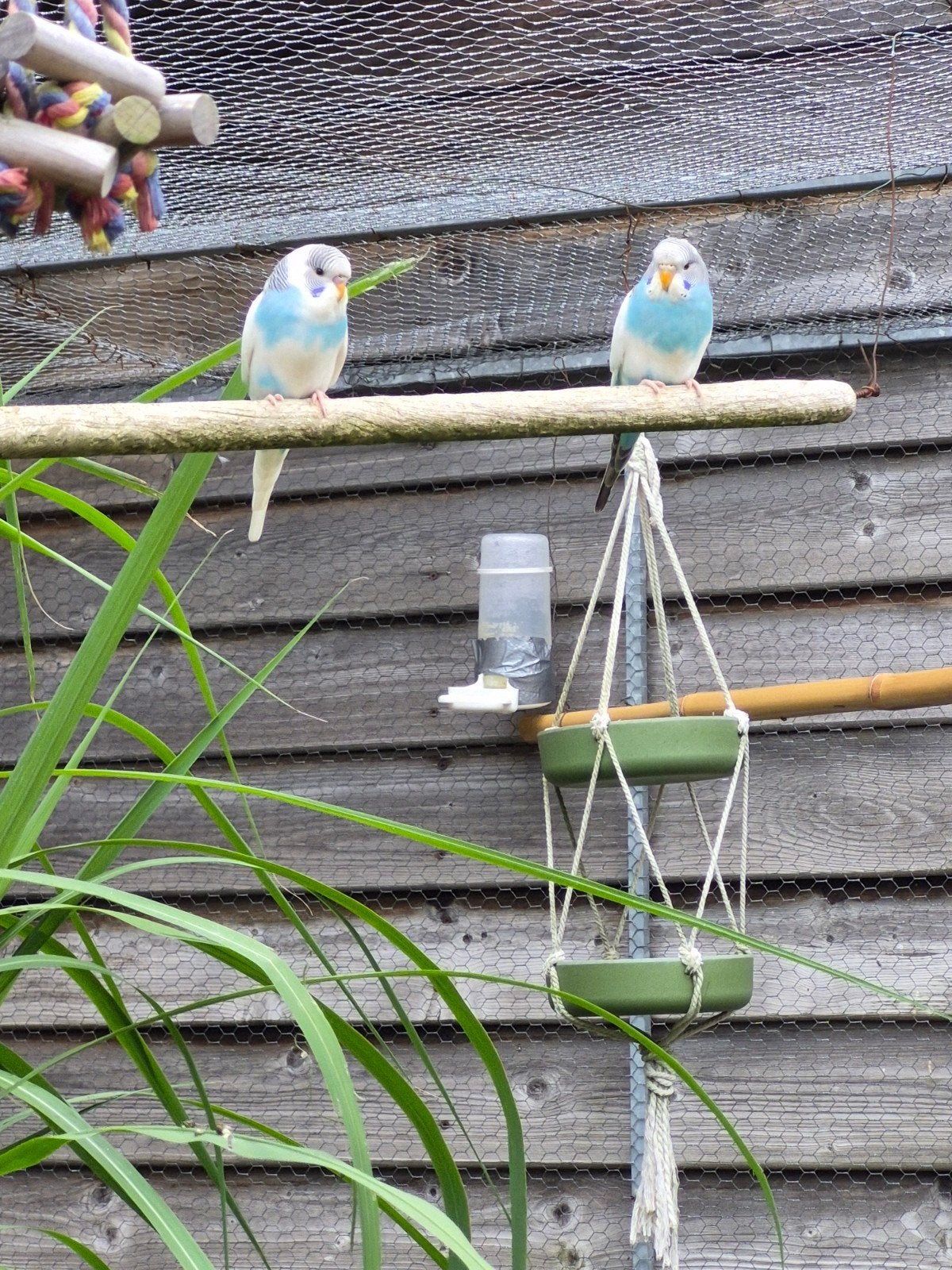 Te koop: Grasparkieten, Dieren en Toebehoren, Vogels | Parkieten en Papegaaien, Meerdere dieren, Parkiet