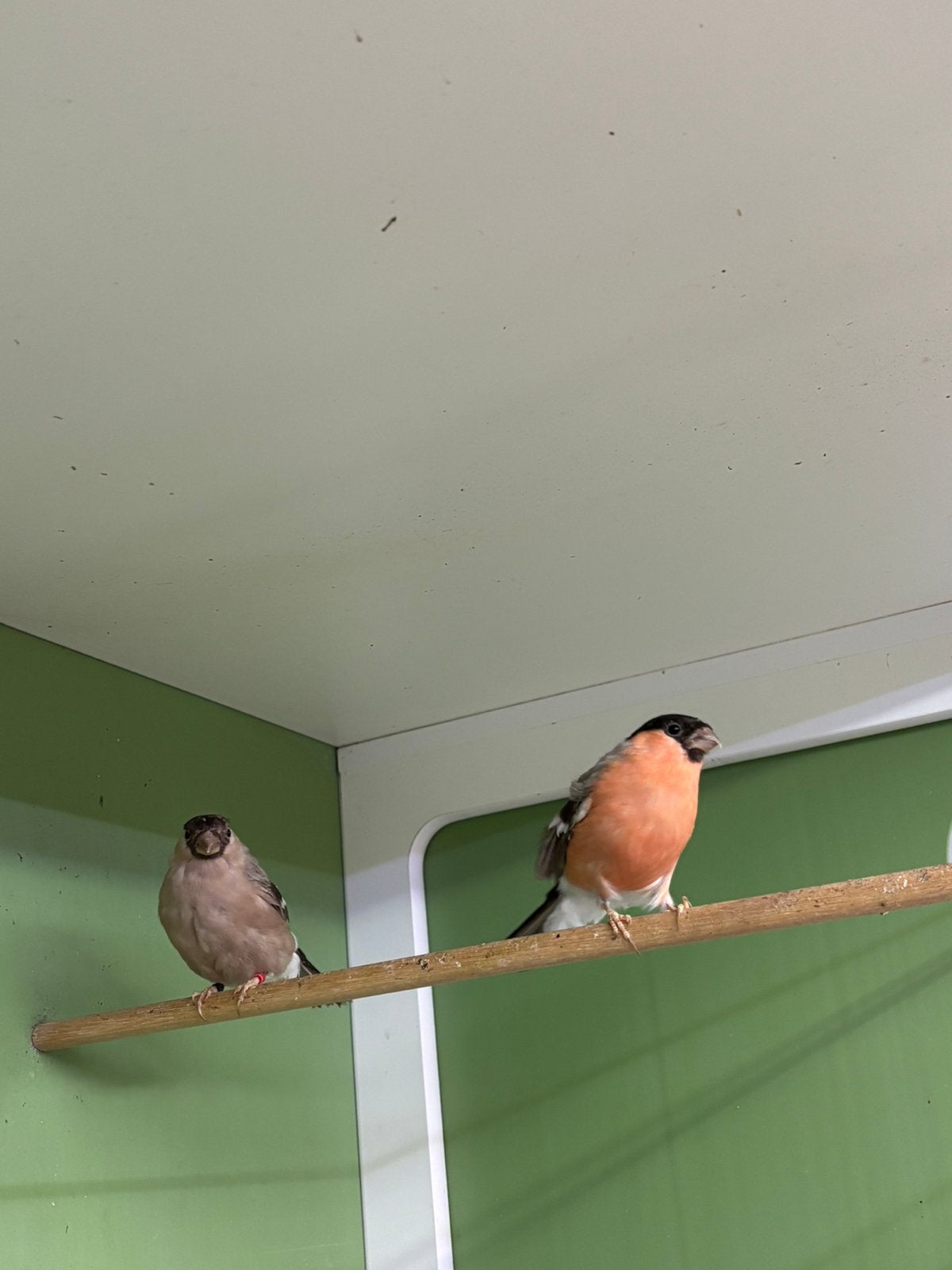 Koppel goudvink bruin, Dieren en Toebehoren, Meerdere dieren, Wildzangvogel, Geringd