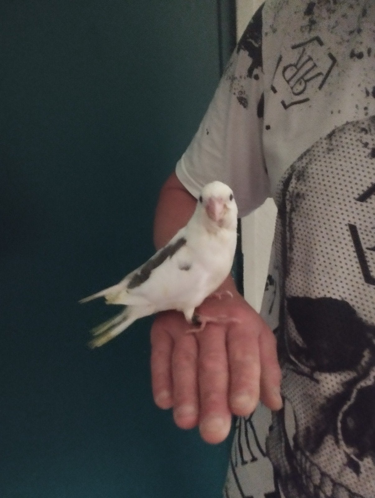 Te koop super tamme baby valkparkieten, Geslacht onbekend, Parkiet