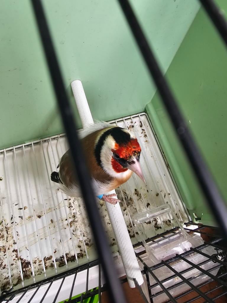 Majoor putter man, Dieren en Toebehoren, Vogels | Overige Vogels, Mannelijk, Wildzangvogel
