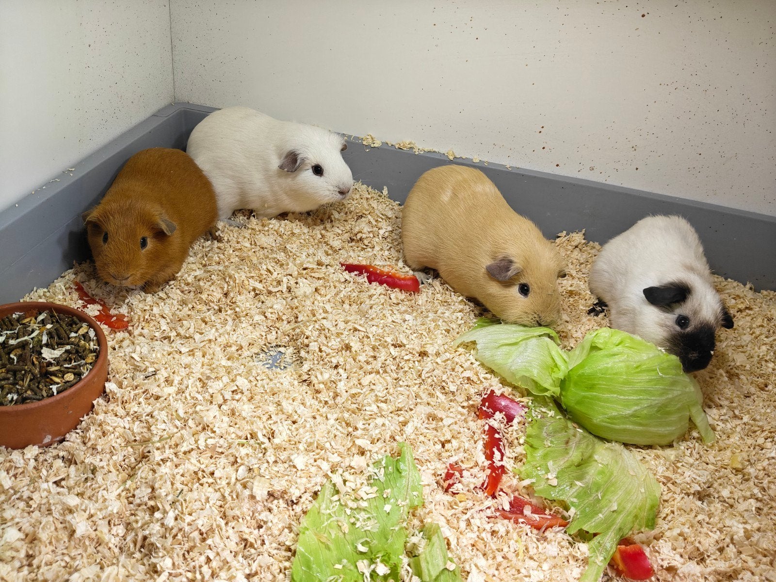 4 verschillende soorten cavia beren, Cavia, Mannelijk, Mei, Tam