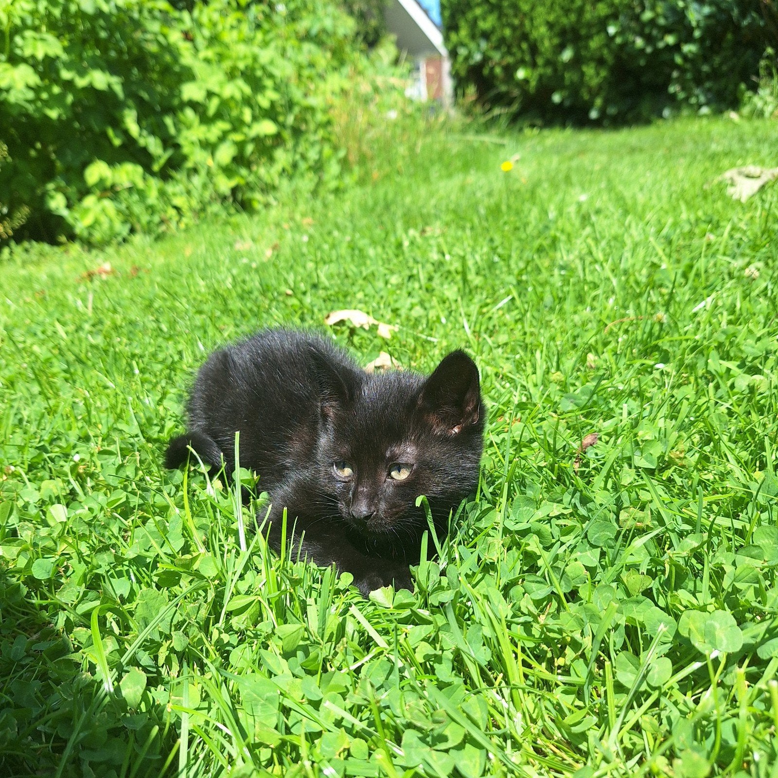 Kittens, Kater, Kortharig, 0 tot 2 jaar