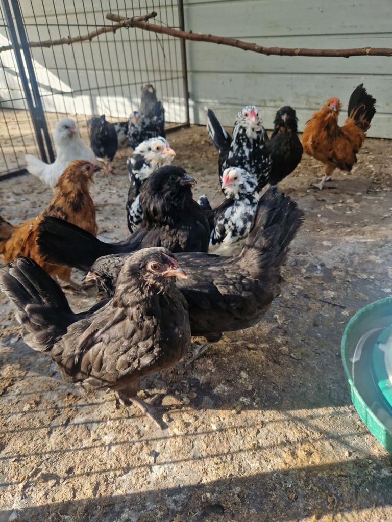 Antwerpse baardkriel jonge hennetjes en haantjes, Dieren en Toebehoren, Meerdere dieren, Kip