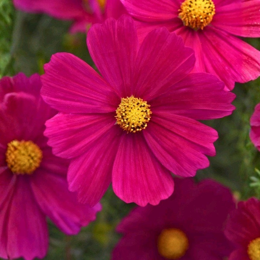 Knalroze cosmea cosmos zaden biologisch, Tuin en Terras, Ophalen of Verzenden, Volle zon