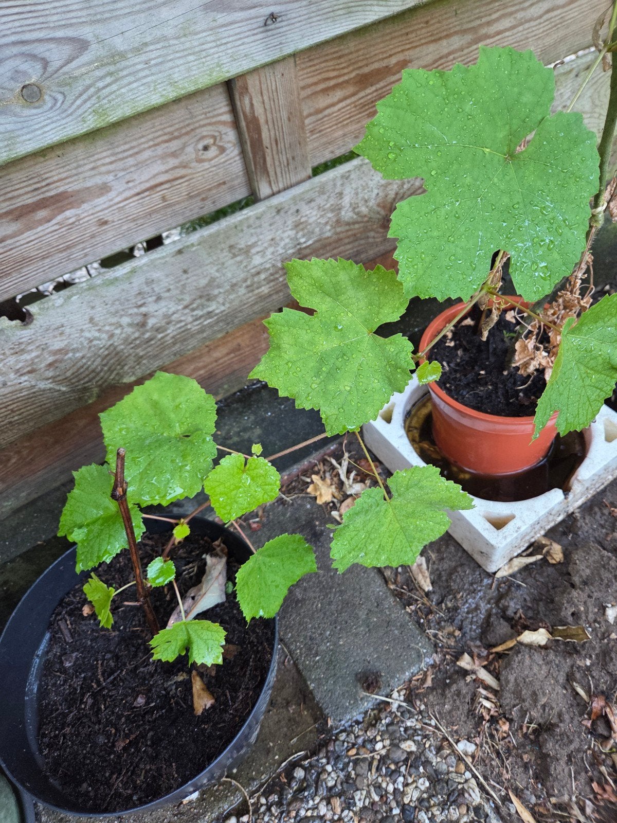 Druivenplanten - Vers van eigen kweek, Ophalen, Volle zon, Vaste plant, Zomer
