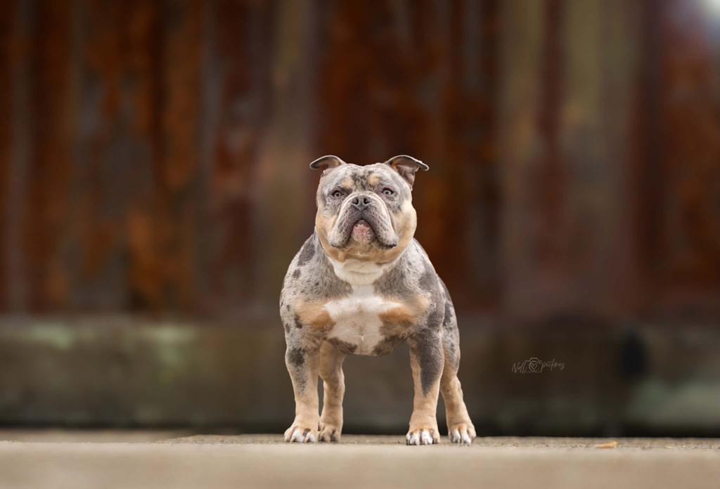 american bully pocket dekreu, Reu, 1 tot 2 jaar, Parvo, Eén hond