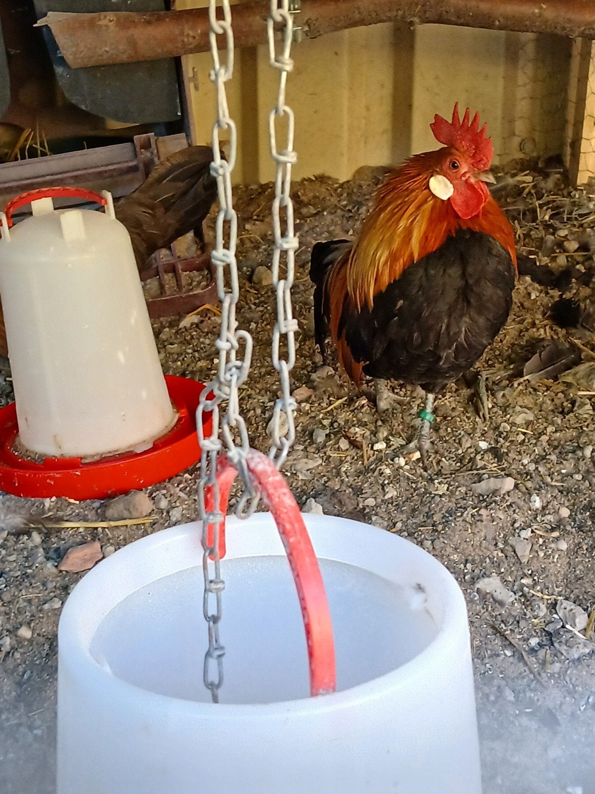 Hollandse kriel patrijs, Dieren en Toebehoren, Pluimvee