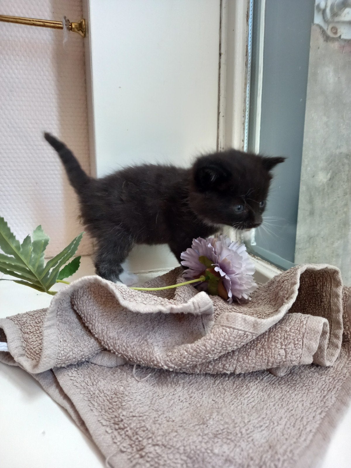 prachtig zwarte katertje mag naar een goed huisje., Kater