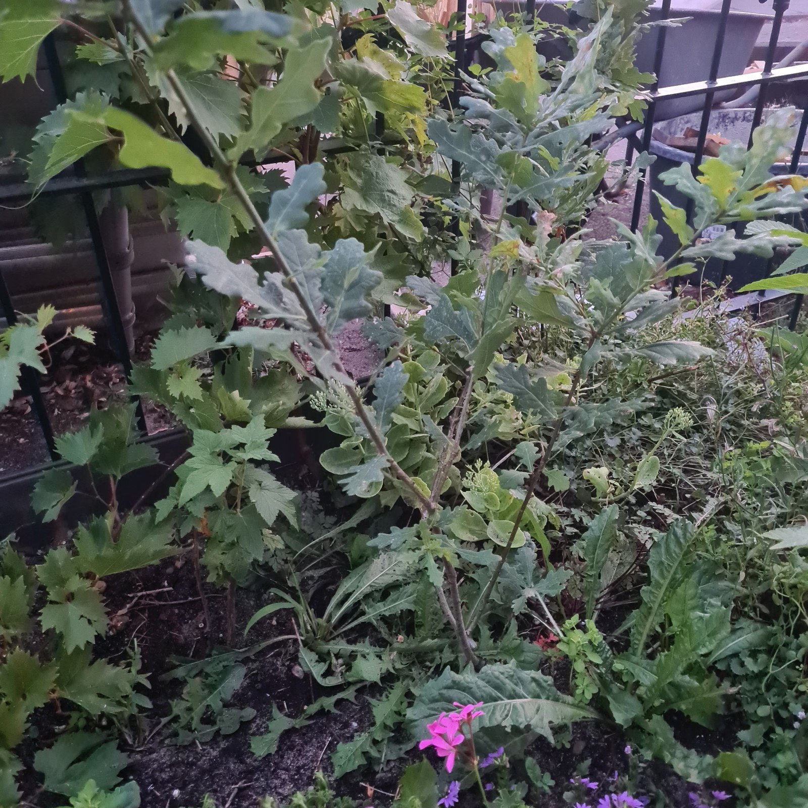 jonge eikenboom, Ophalen, Overige soorten, Volle zon