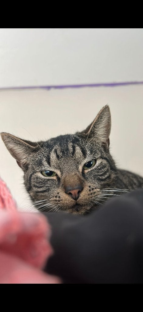 Gratis; bekijk info., Dieren en Toebehoren, Kater, Kortharig, 0 tot 2 jaar