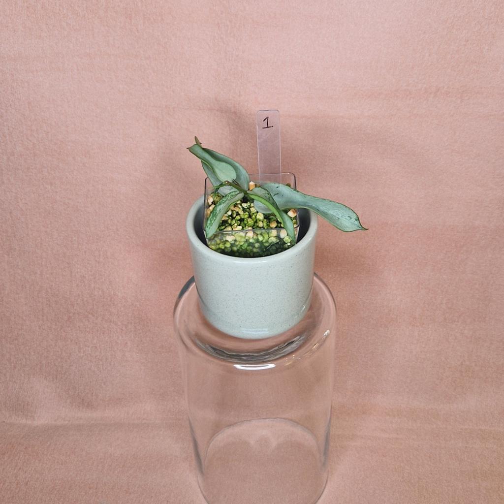 Hoya Pandurata Silver 1, Huis en Inrichting, Overige soorten, Minder dan 100 cm, Bloeiende kamerplant, Halfschaduw