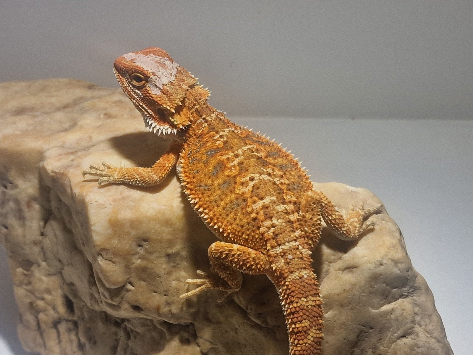 Rood/Oranje Red Monster Nakweek – Krachtige Kleuren & Mooie, Dieren en Toebehoren, Hagedis, Tam, 0 tot 2 jaar