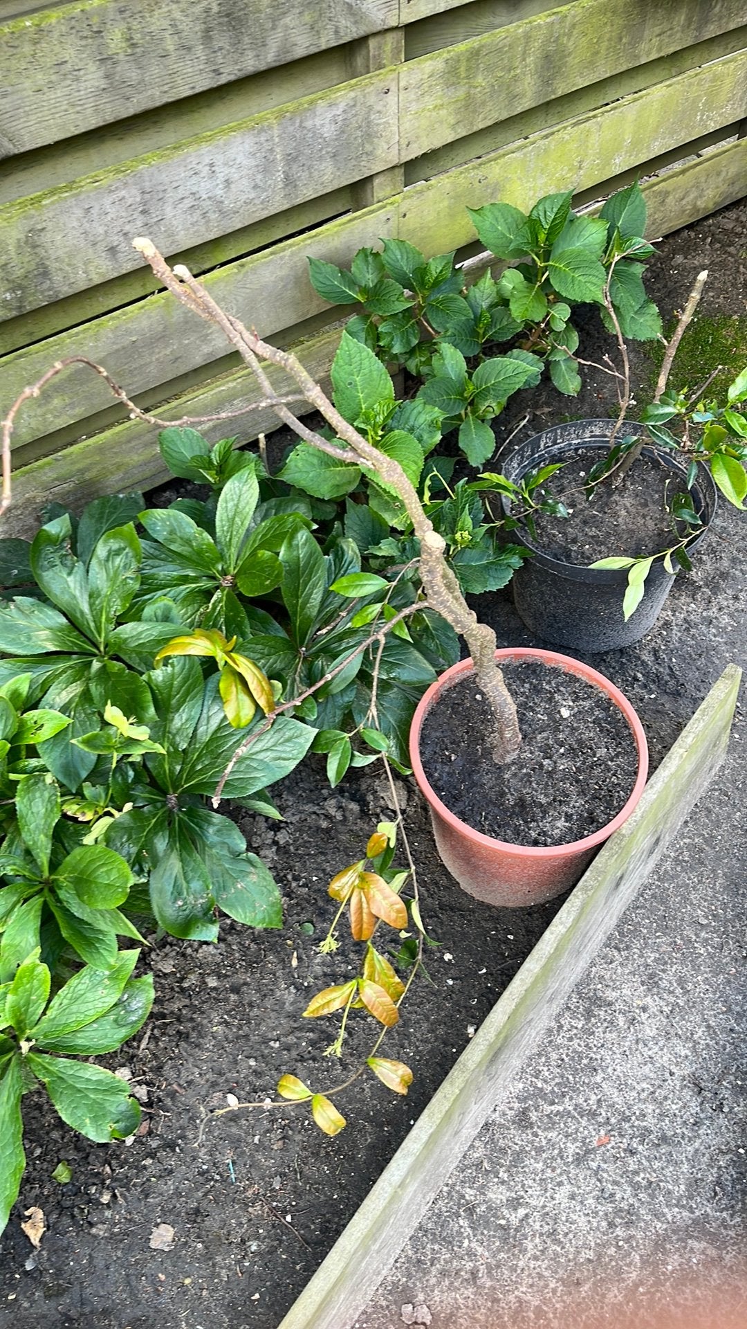 Twee Toscaanse Jasmijn witte bloem, Tuin en Terras, Planten | Tuinplanten, Ophalen, Klimplanten, Volle zon