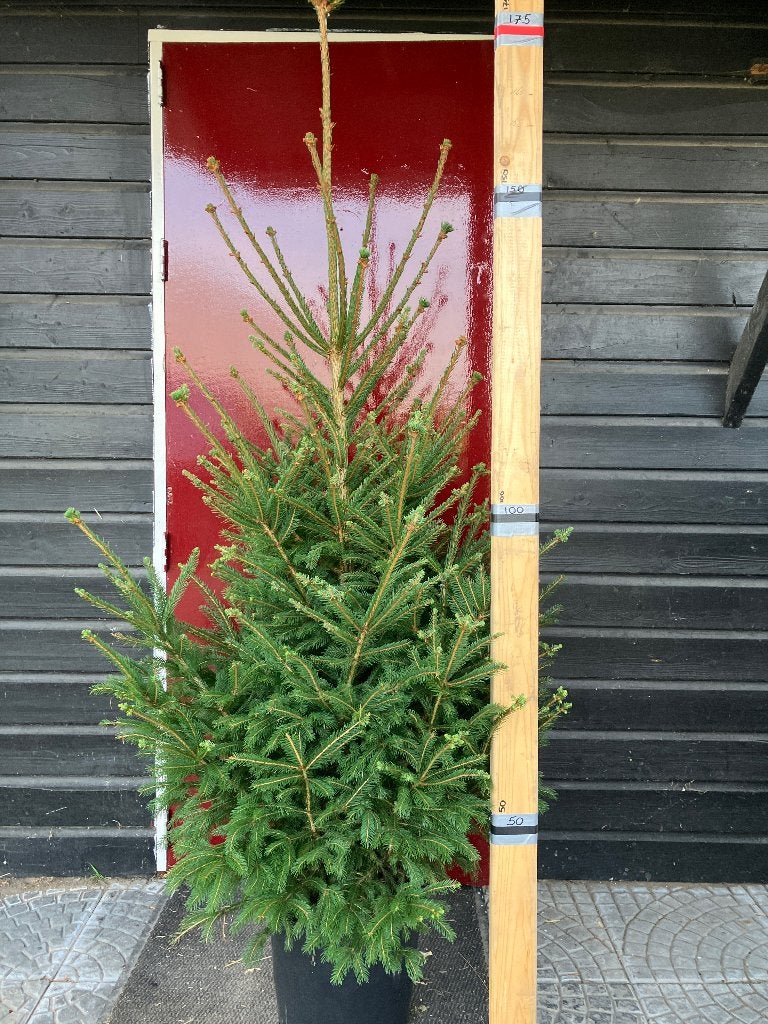 Kerstbomen in pot, Tuin en Terras, Planten | Bomen, Overige soorten, 100 tot 250 cm, Zomer, Ophalen