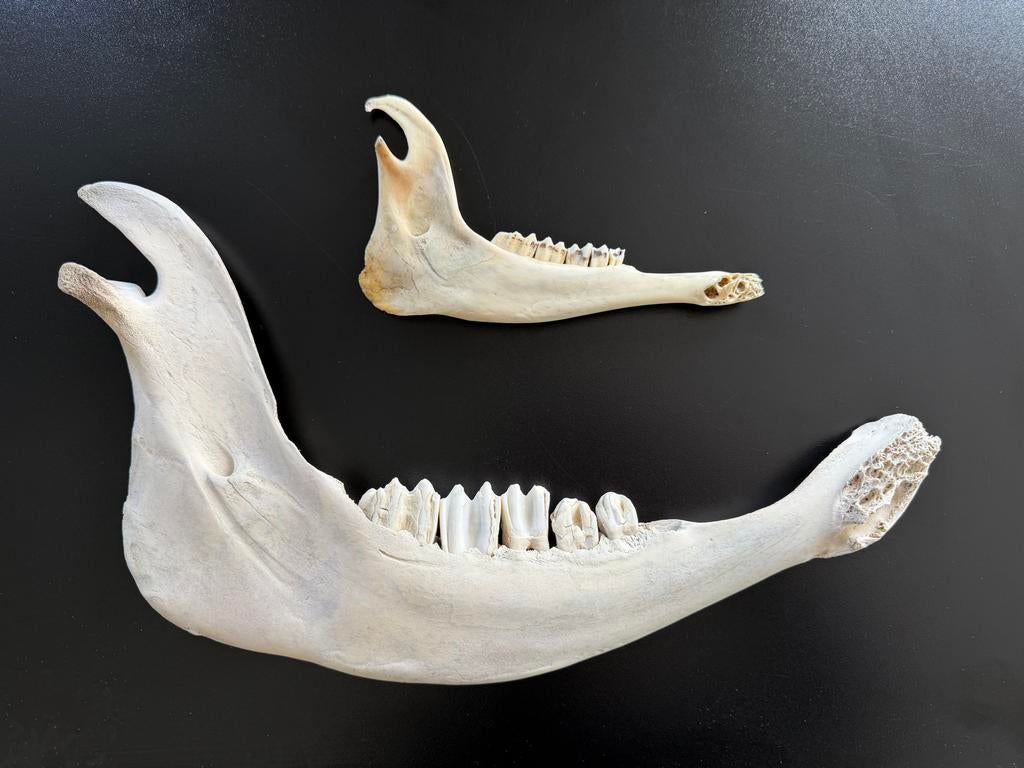 Dierlijke onderkaken: rund en kleine herkauwer - curiosa, Antiek en Kunst, Curiosa en Brocante, Ophalen of Verzenden