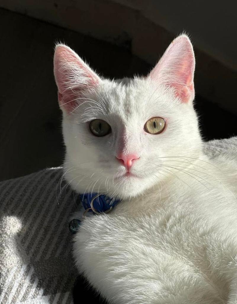 Kitten for sale, Dieren en Toebehoren, Kater, Langharig, 0 tot 2 jaar