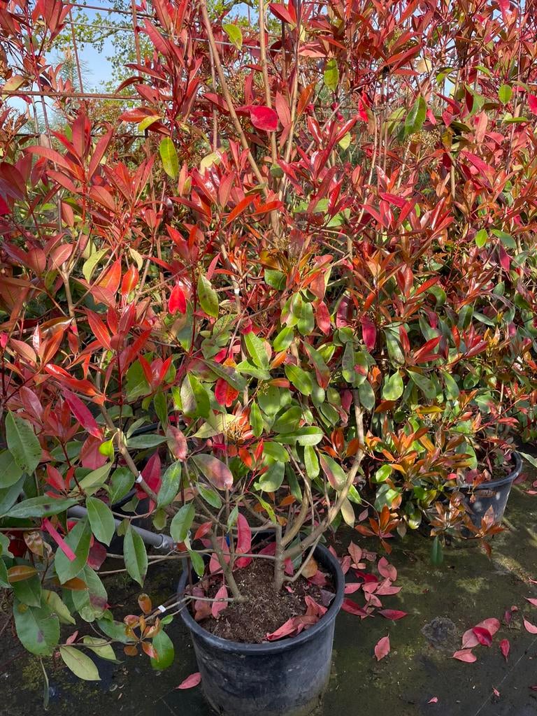 Photinia Red Robin glansmispel haagelement 180 cm nu eur 125, Ophalen, Overige soorten, 100 tot 250 cm