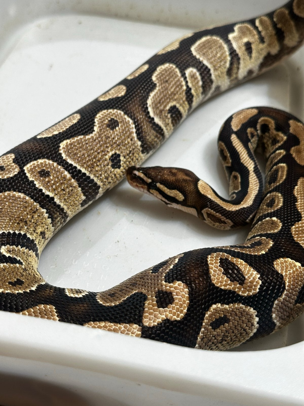 Python regius - Koningspython Ball Python photo 3