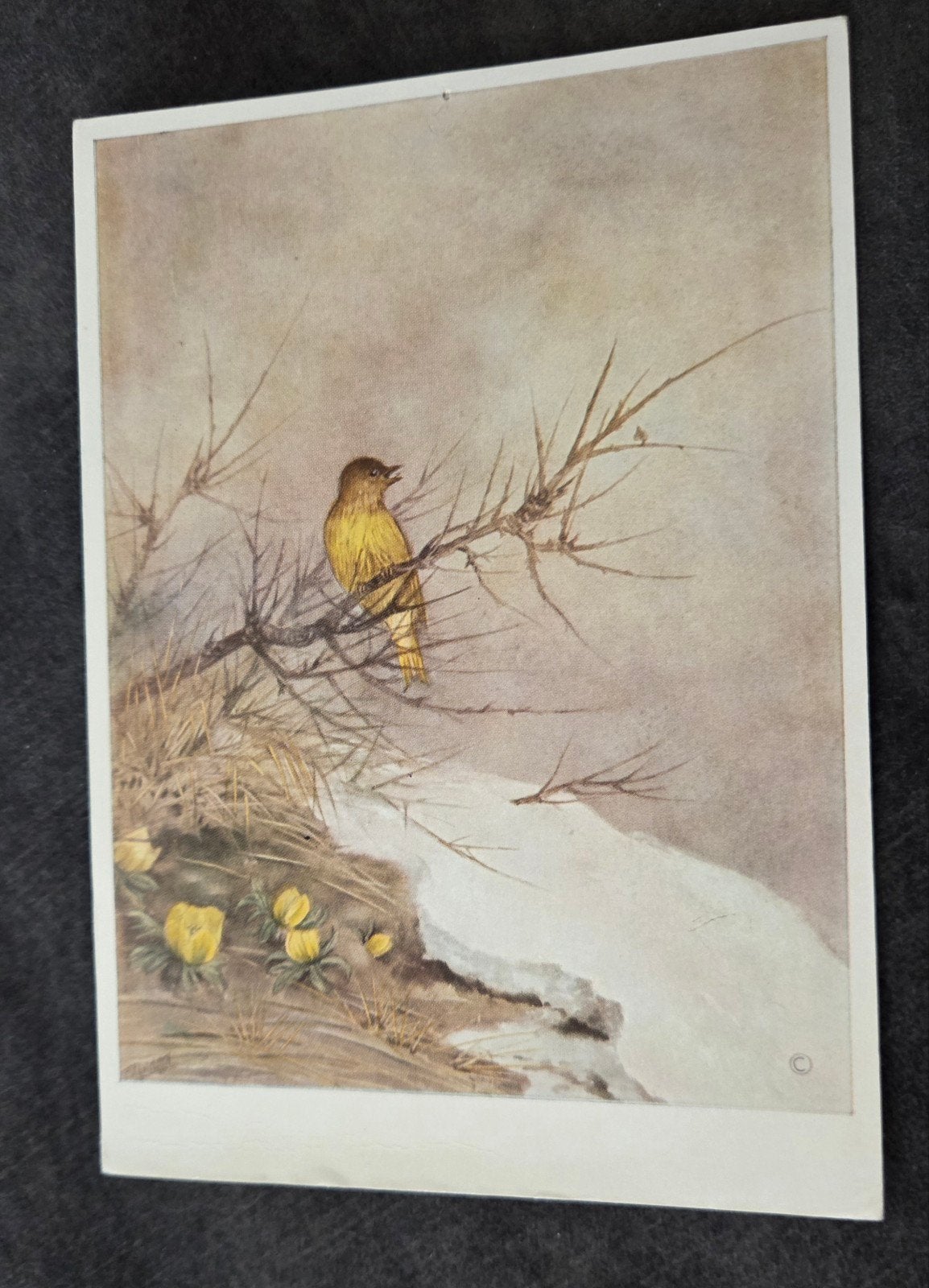 Oude ansichtkaart met vogel en winterlandschap, Verzenden, 1960 tot 1980, Gelopen, Overige thema's