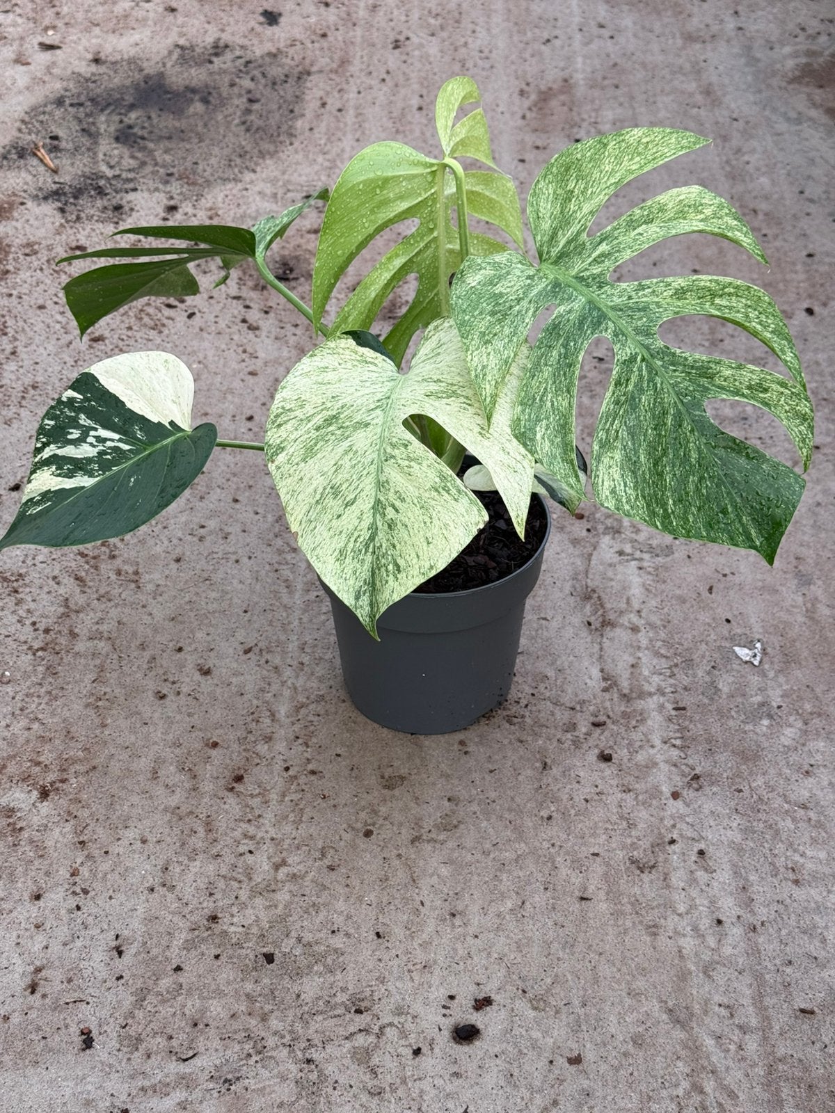 Monstera Jungle Mint, Ophalen of Verzenden, Halfschaduw, Minder dan 100 cm