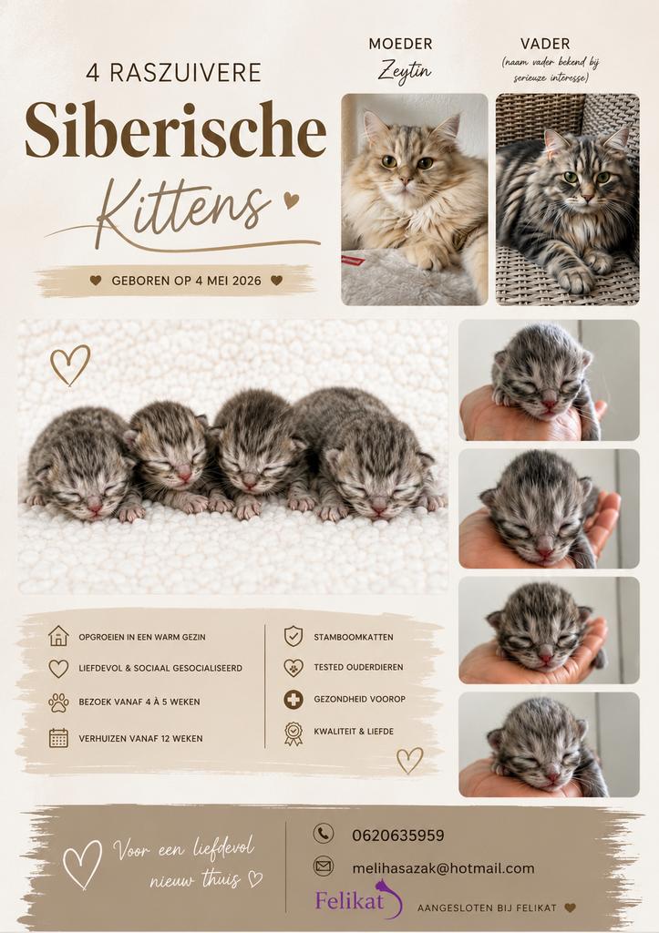 4 raszuivere sibersche kittens, Dieren en Toebehoren, Meerdere dieren, Ontwormd
