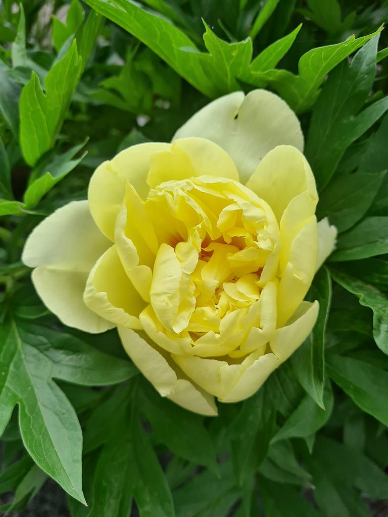 Pioenroos Bartzella, Tuin en Terras, Planten | Tuinplanten, Ophalen of Verzenden, Overige soorten, Volle zon