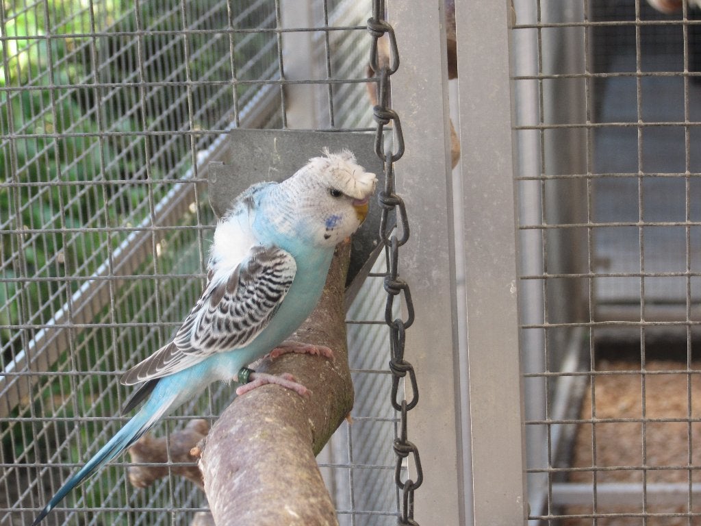 hagoromo parkiet, Dieren en Toebehoren, Mannelijk, Parkiet, Geringd