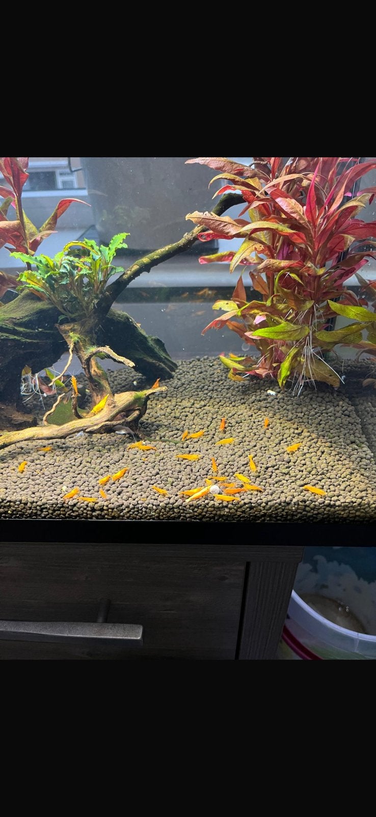 Super orange sekura garnalen!! 🦐, Dieren en Toebehoren