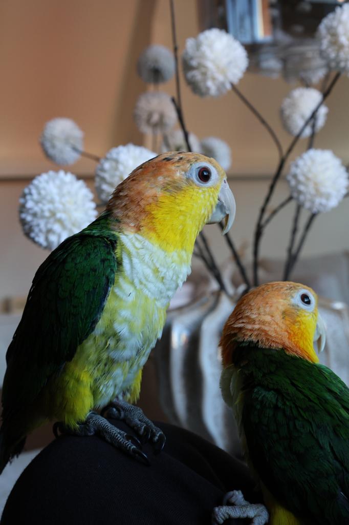 Handtam koppel jonge Roestkop Caiques gaan alleen samen weg!, Dieren en Toebehoren, Geslacht onbekend, Papegaai, Geringd