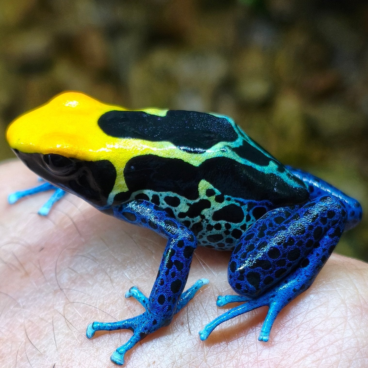 Dendrobates tinctorius 'Brazil'