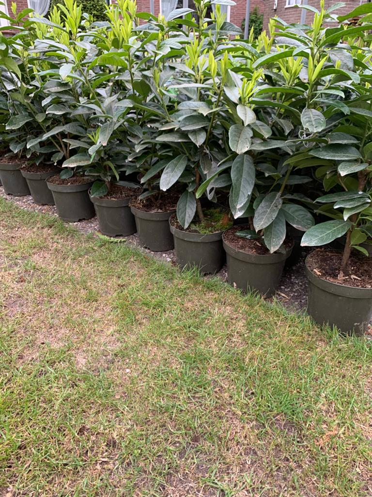 Laurierkers planten - Prunus laurocerasus ‘Genolia’, Ophalen, Laurier, 100 tot 250 cm