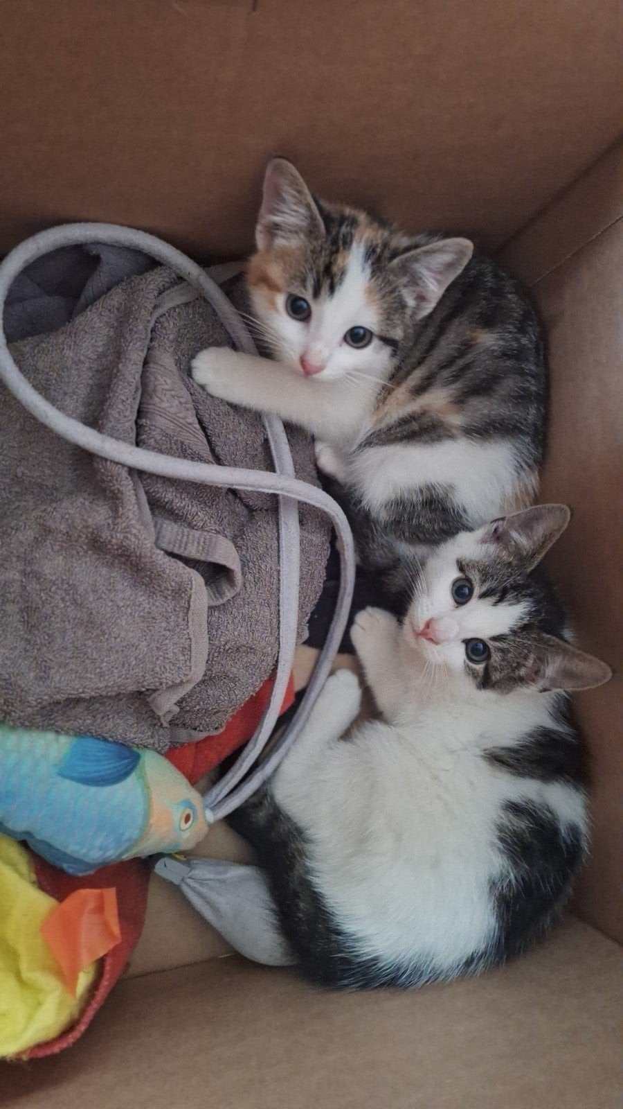 lieve boerderij kittens, Dieren en Toebehoren, Kater, Kortharig, 0 tot 2 jaar