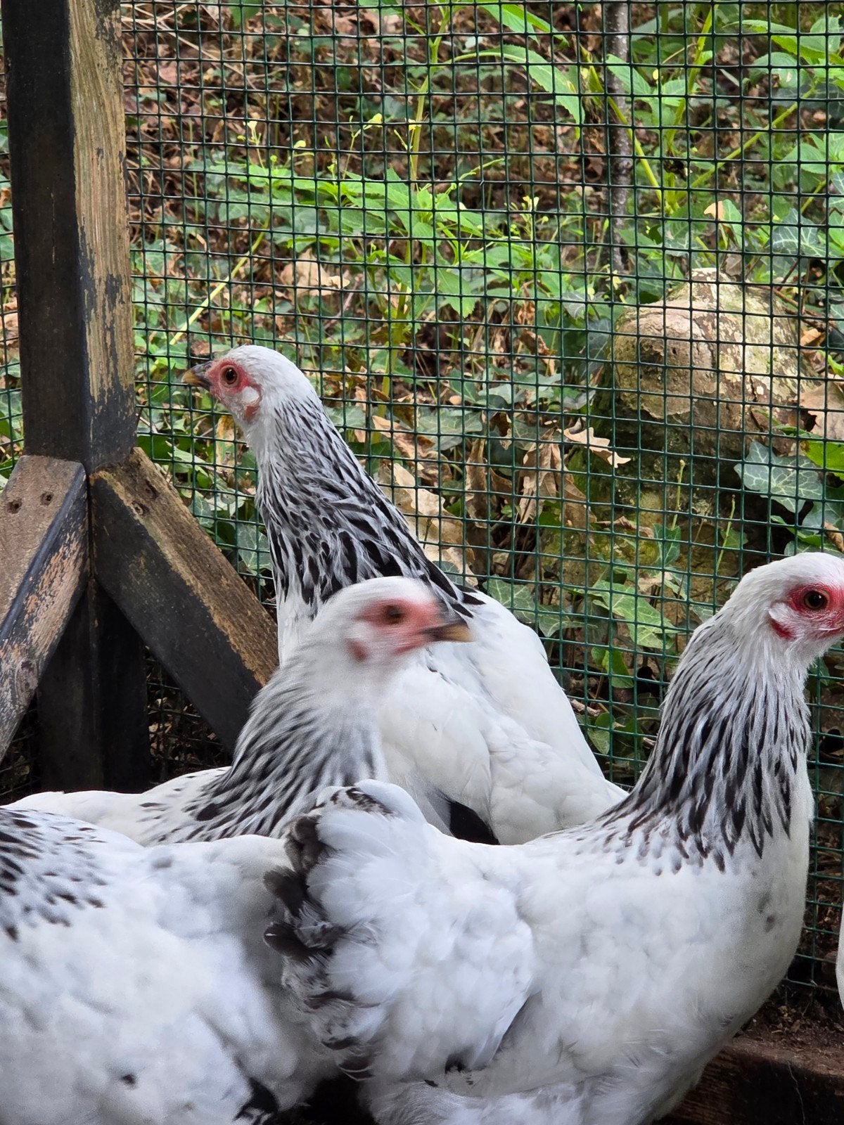 jonge wyandotte kriel hennen, Dieren en Toebehoren, Pluimvee, Vrouwelijk, Kip