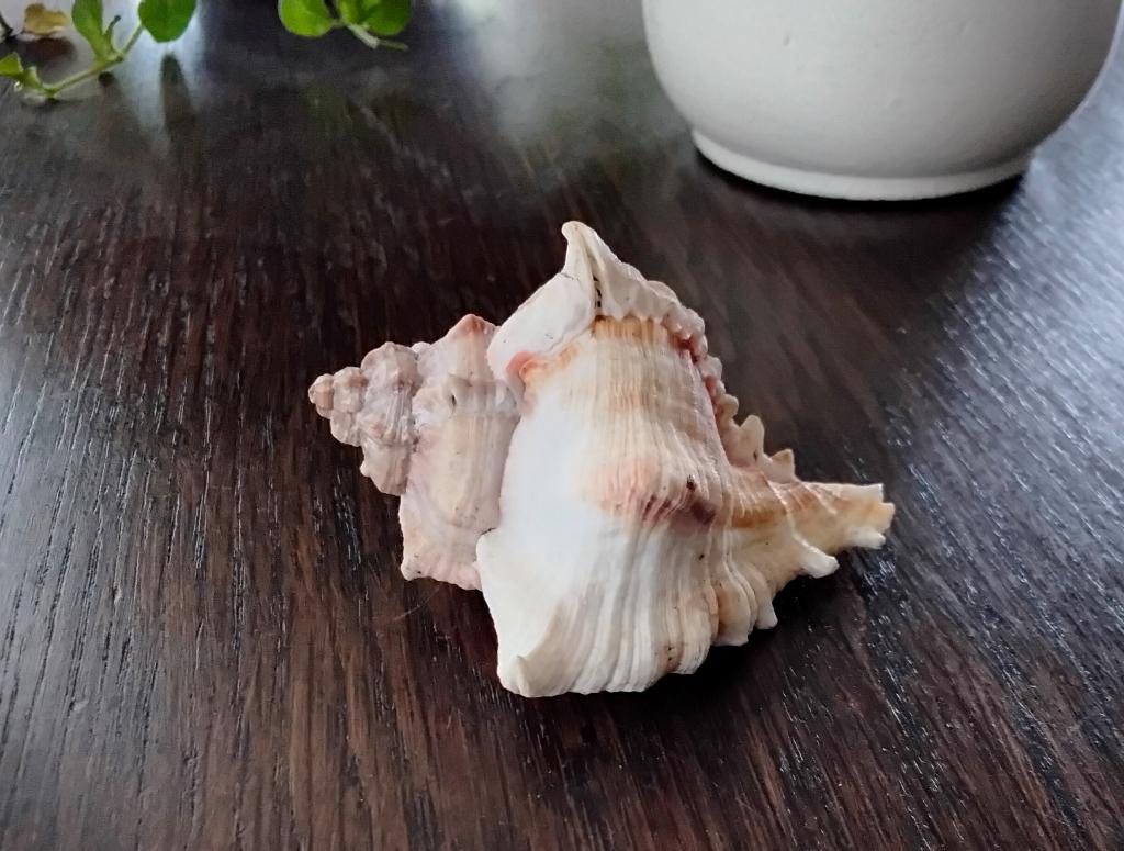Schelp - zeeschelp, Ophalen of Verzenden, Schelp(en)