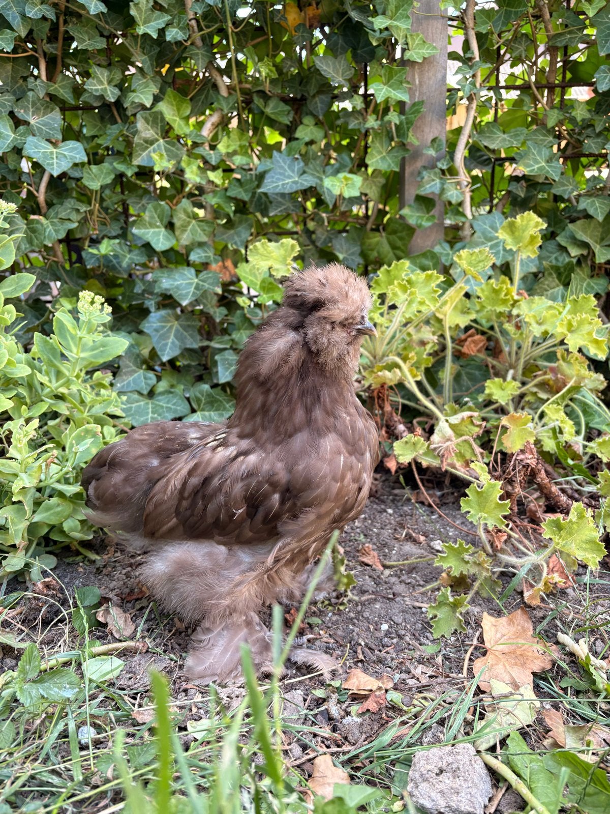 2 tamme zijdehoen haantjes, Dieren en Toebehoren, Pluimvee, Mannelijk, Kip