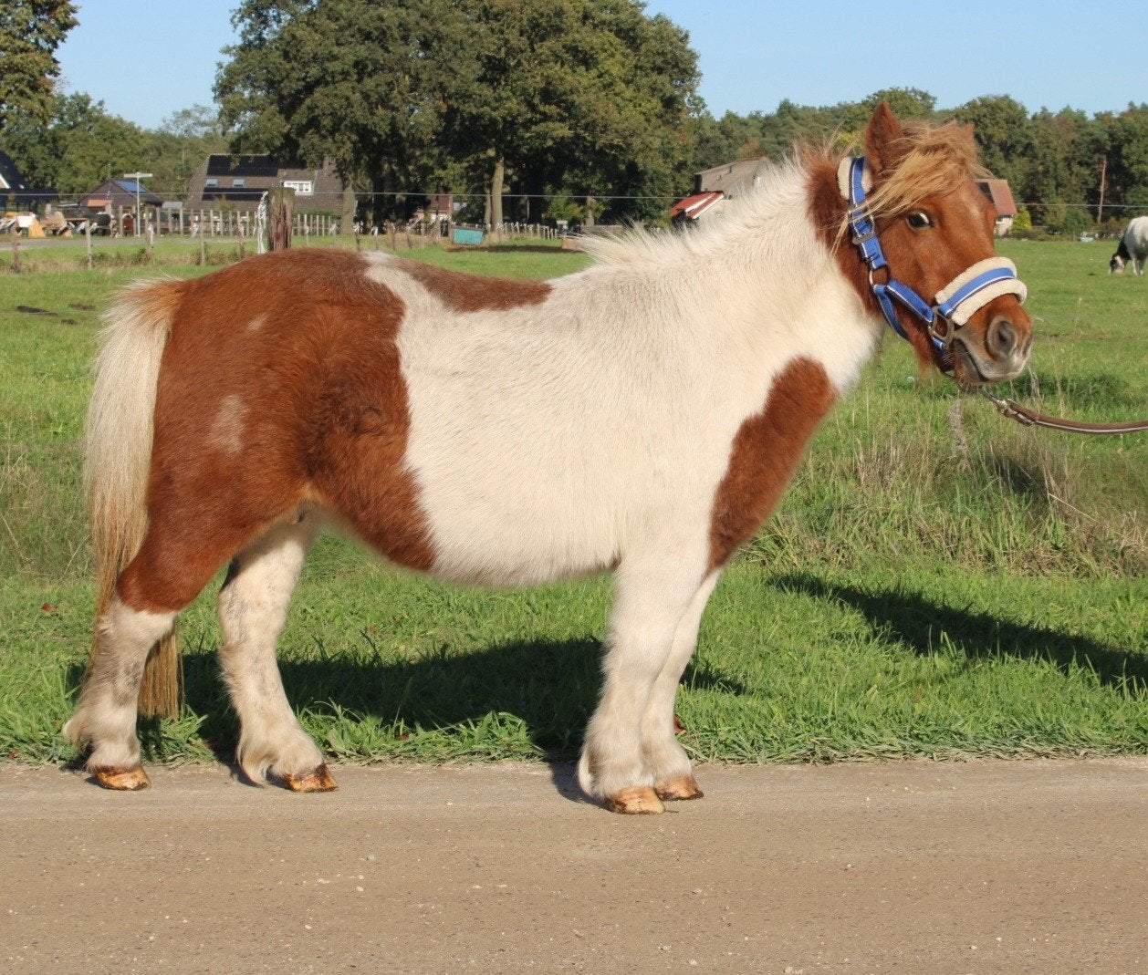 Te koop 8 super knappe shetlander en een haflinger ruin, Dieren en Toebehoren, Ruin, A pony (tot 1.17m), Recreatiepony, Gechipt
