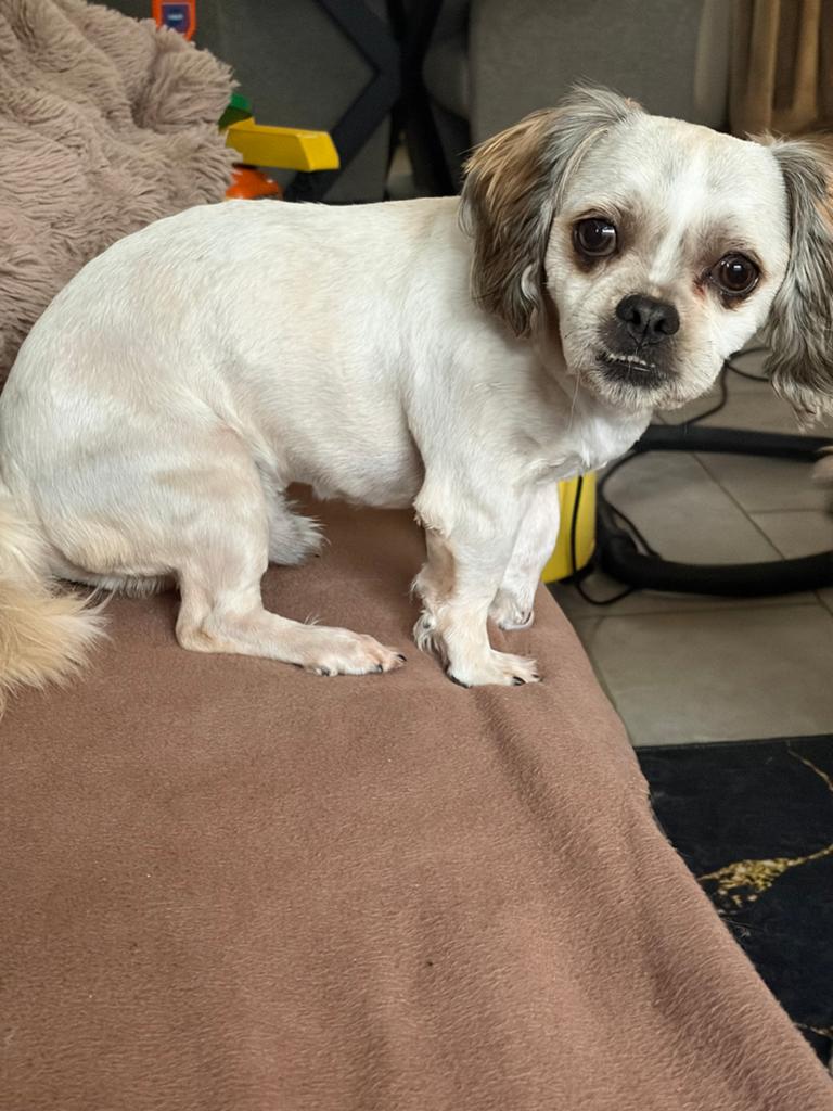 Dekreu, Dieren en Toebehoren, Reu, 1 tot 2 jaar, Parvo, Eén hond
