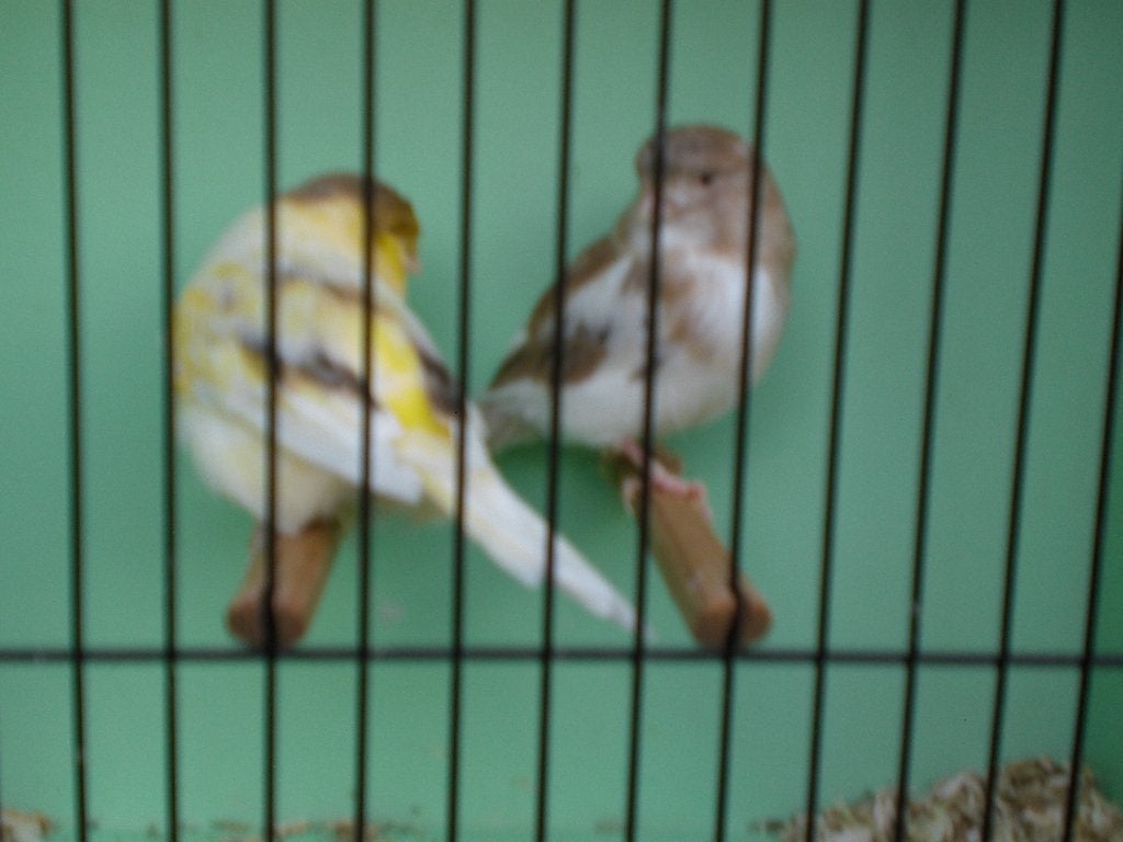 div, glosters, Meerdere dieren, Postuurkanarie