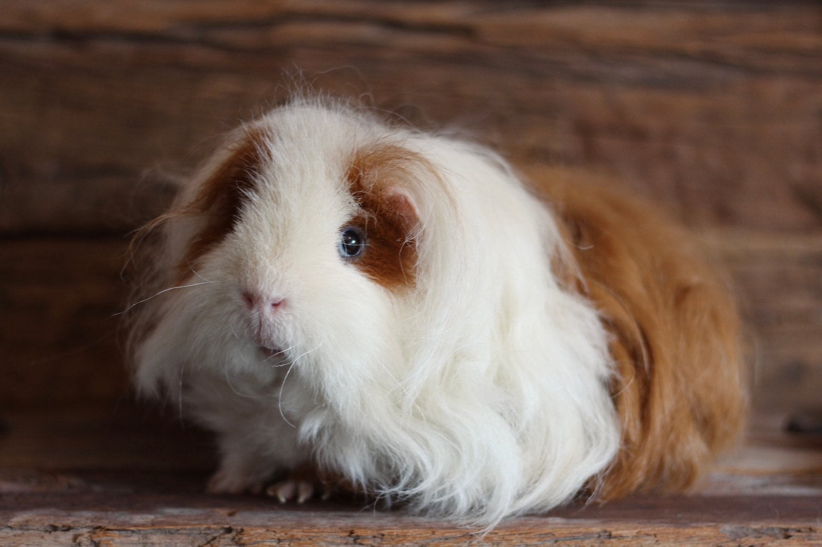 FOS | CAVIA | TESSEL | BEER, Cavia, Mannelijk, November, Tam