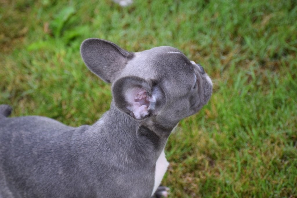Franse bulldog pups korthaar en fluffy, 15 weken tot 1 jaar, Buitenland, Parvo, Bulldog