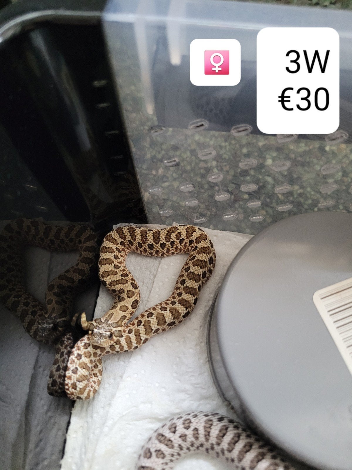 Heterodon Nasicus - Haakneusslang Hognose Snake photo 9