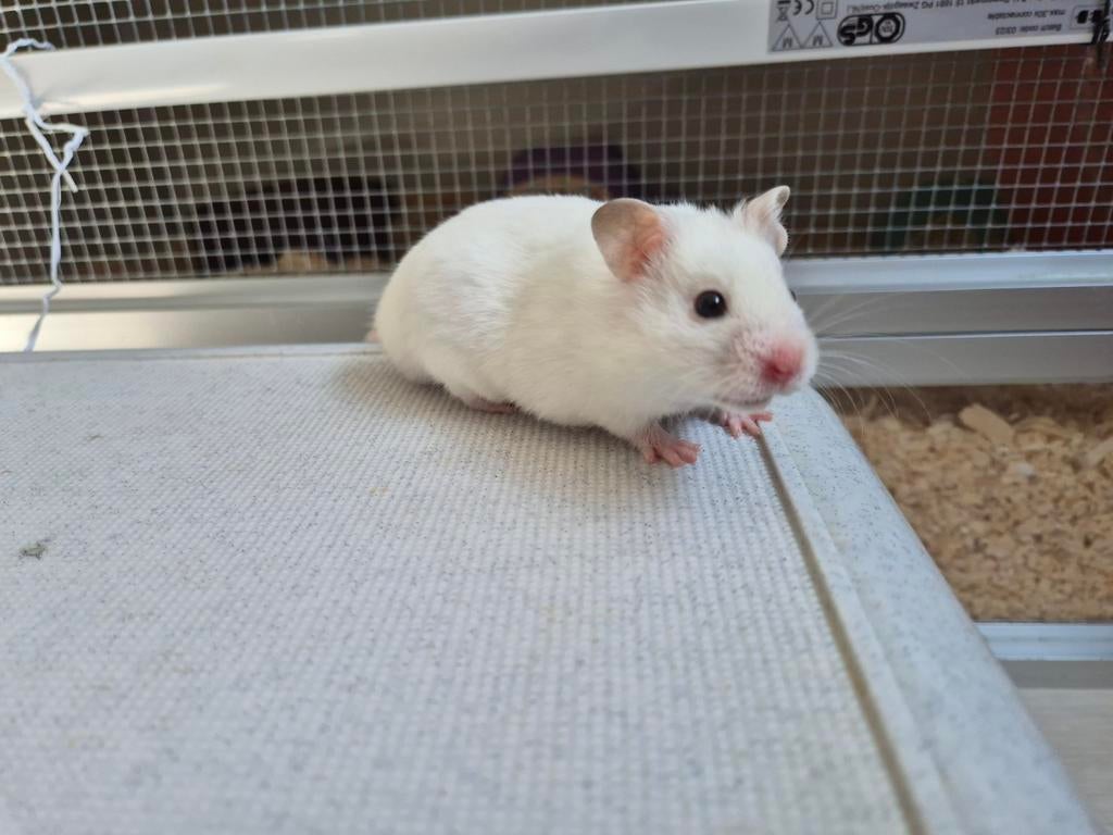 Syrische hamsters/ Goudhamster ukken handtam, Dieren en Toebehoren, Knaagdieren, Hamster, Maart, Meerdere dieren, Tam