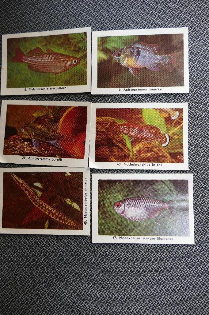 Vissenplaatjes Rizla, Hobby en Vrije tijd, Stickers en Plaatjes, Ophalen of Verzenden, Zo goed als nieuw, Meerdere plaatjes