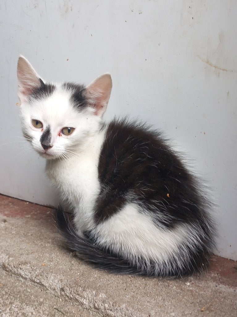 Kittens, Meerdere dieren