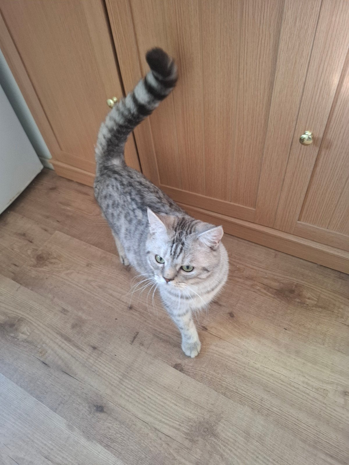 kruising brits korthaar x maine coon, Kater, 0 tot 2 jaar