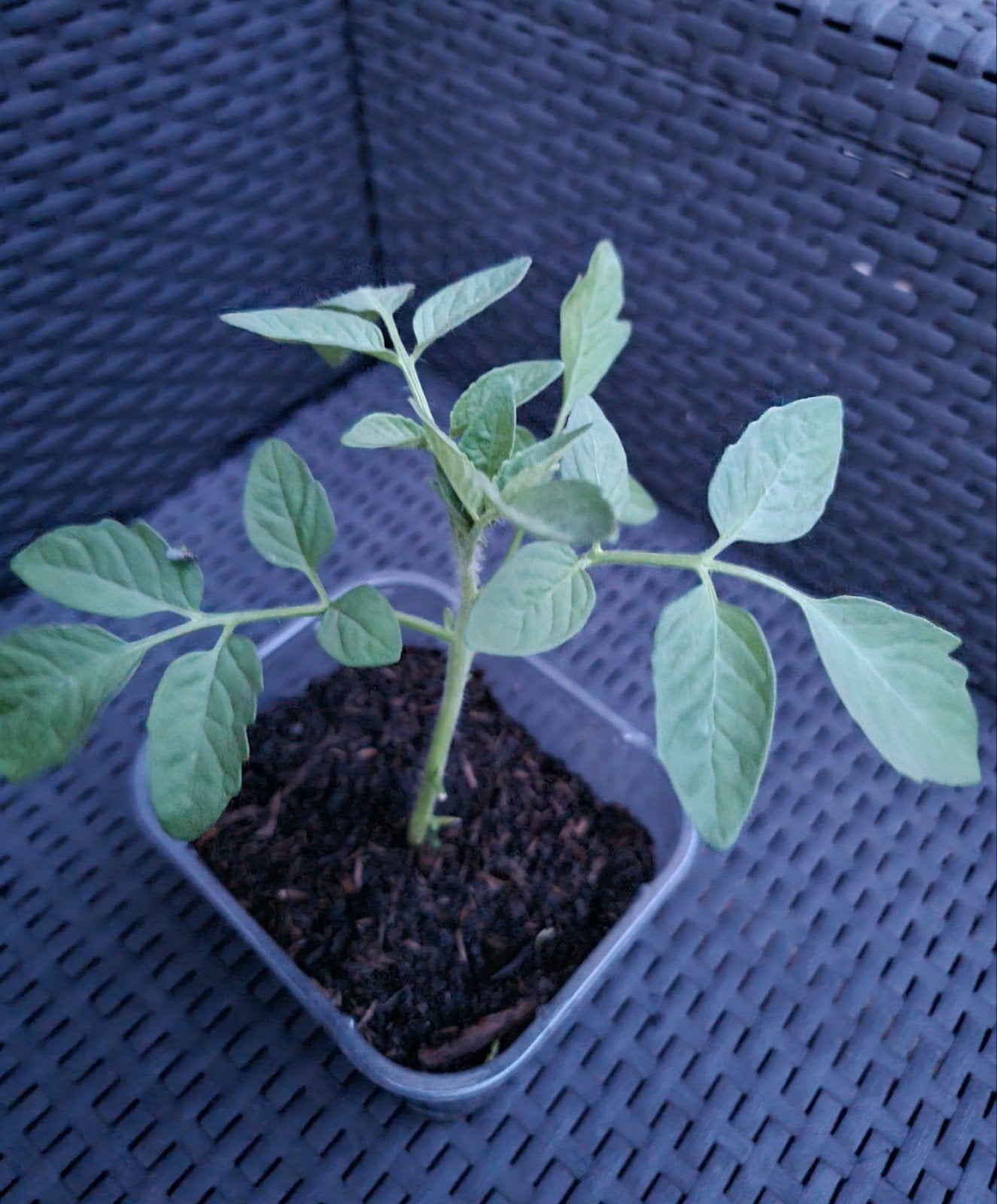 Tomatenplant - Perfect voor uw moestuin!, Tuin en Terras, Ophalen of Verzenden, Eenjarig, Groenteplanten, Volle zon