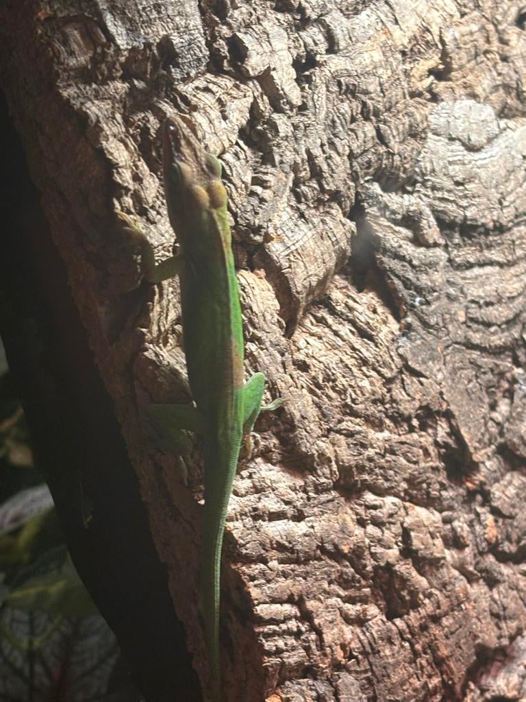 Anolis Carolinensis, Dieren en Toebehoren, Hagedis