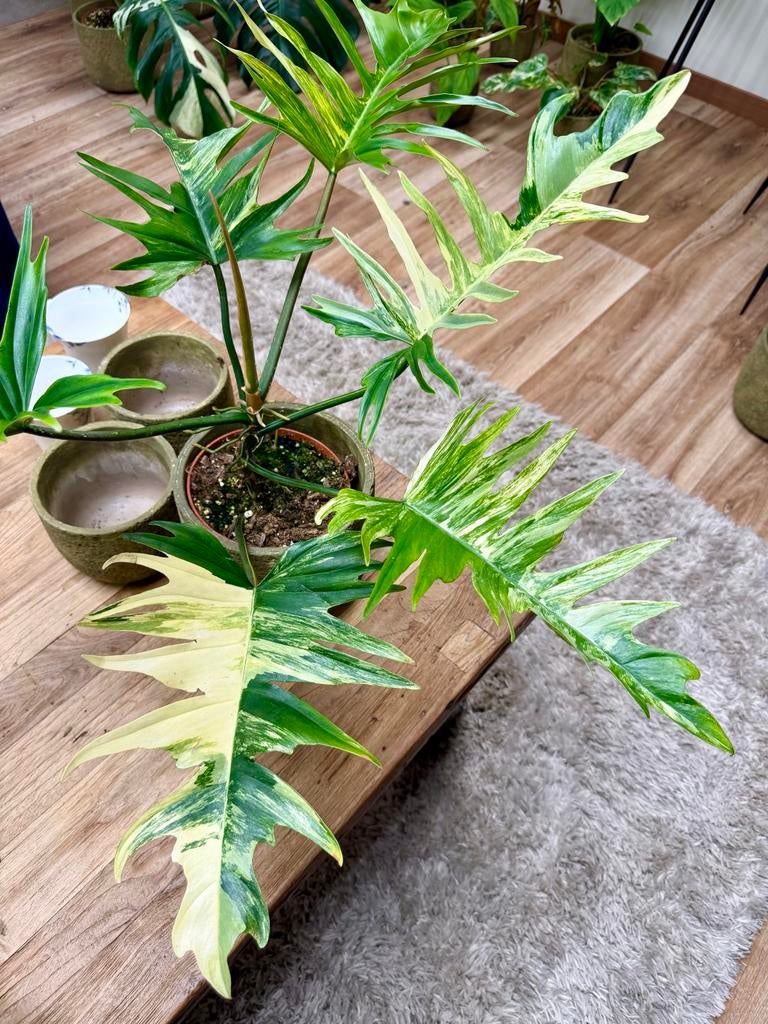 Philodendron Florida Beauty x Tortum Variegata p15, Ophalen of Verzenden