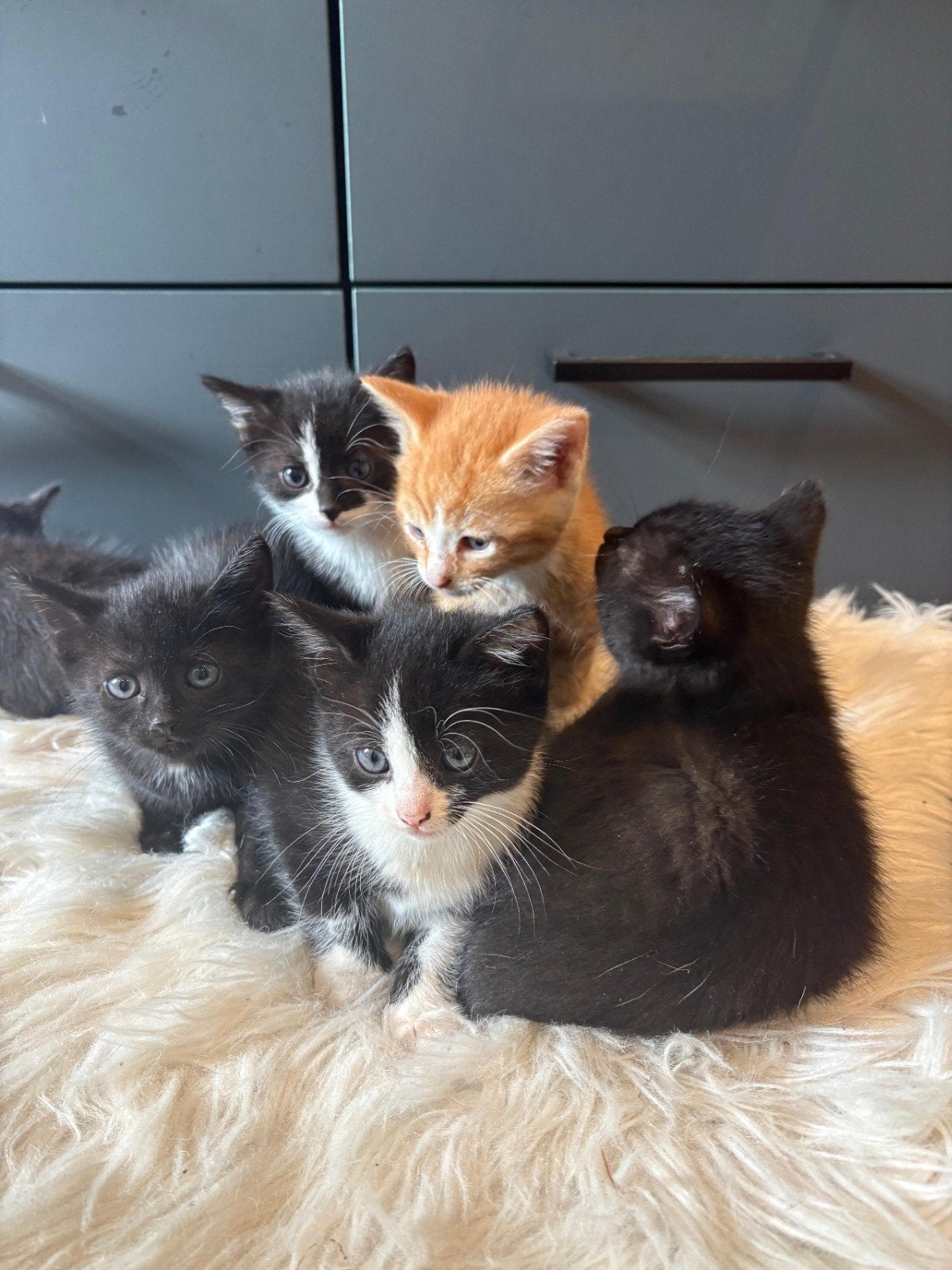 lieve, speelse kittens zoeken een nieuw thuis., Dieren en Toebehoren, Meerdere dieren, Kortharig, 0 tot 2 jaar