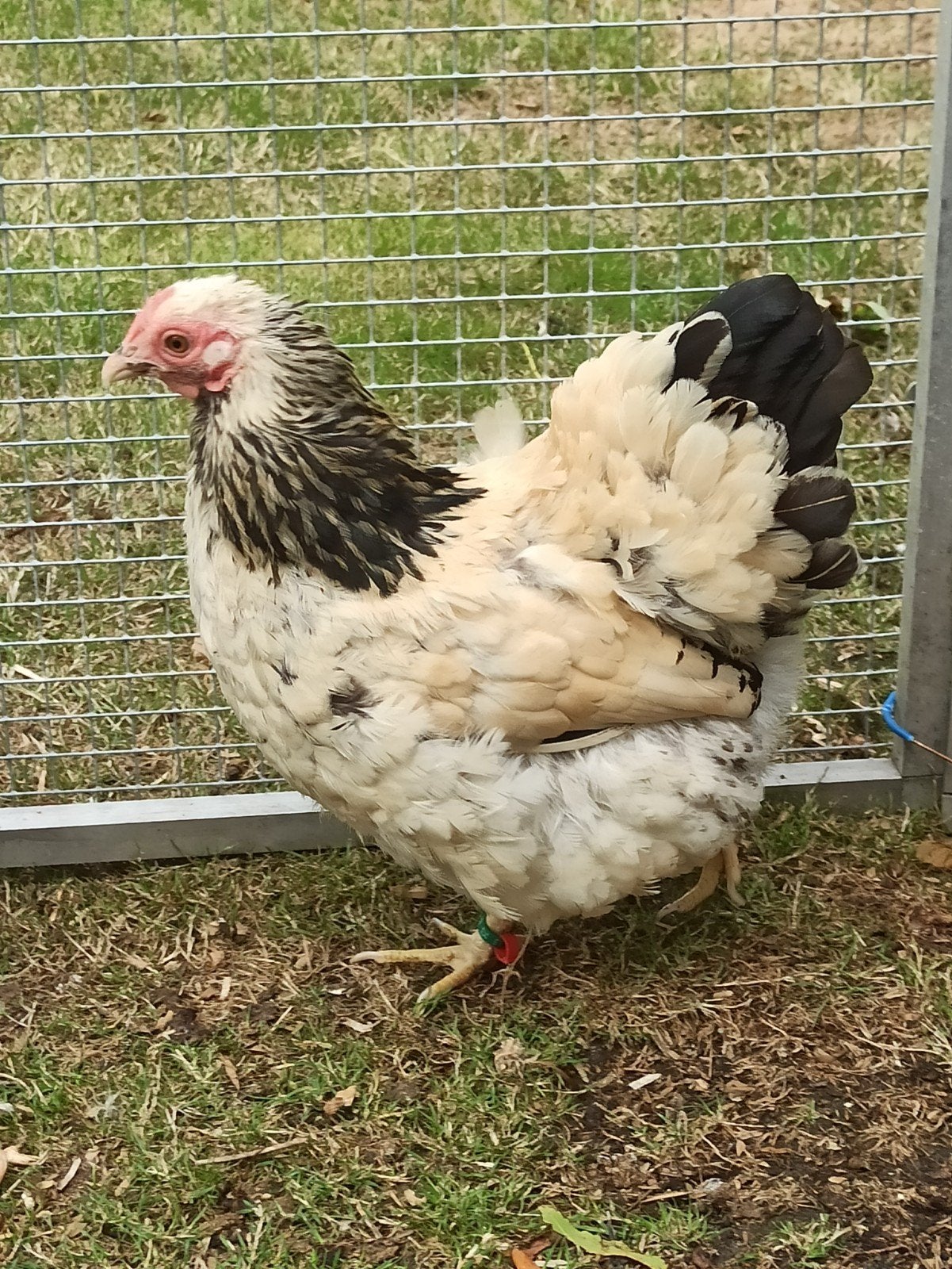 wyandotte kriel trio, Dieren en Toebehoren, Pluimvee